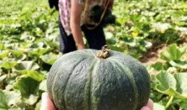 网红的瓜真实爆料最新,最新爆料揭露惊人内幕